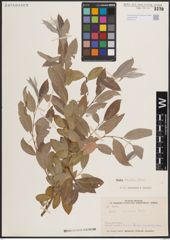 Foto von Salix excelsa S. G. Gmel.